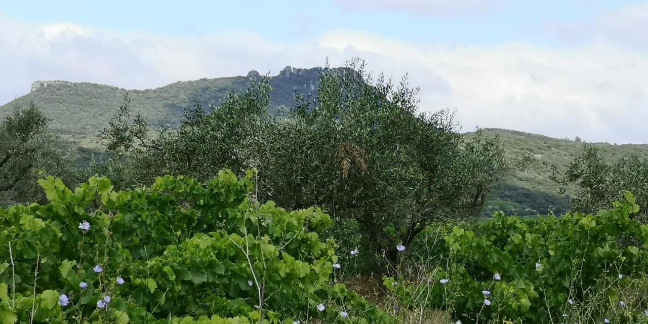 Bed and Breakfast Le Mimosa Saint-Saturnin-de-Lucian Экстерьер фото